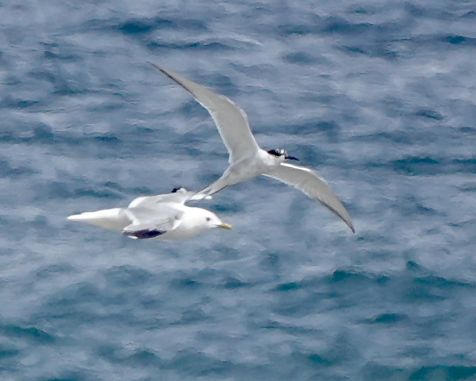 common gull